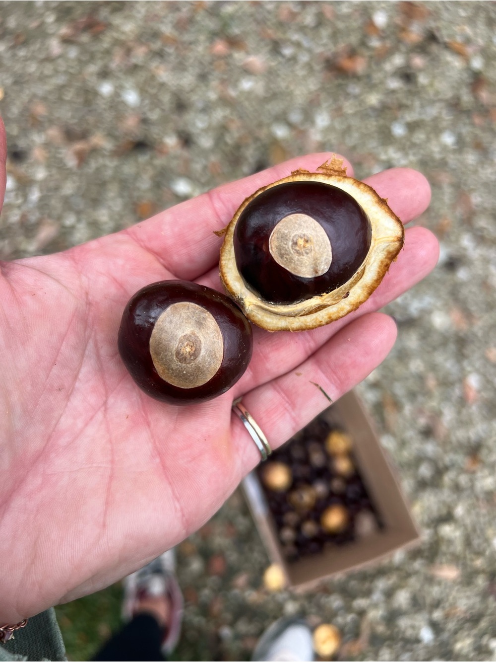 25 XL Premium Ohio Buckeye Nuts